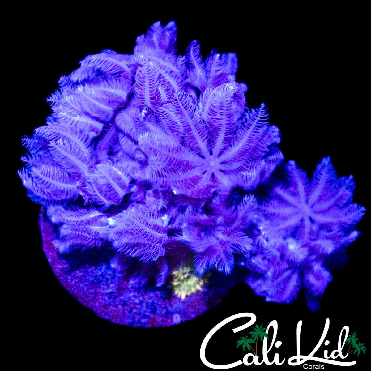 PULSATING XENIA COLONY