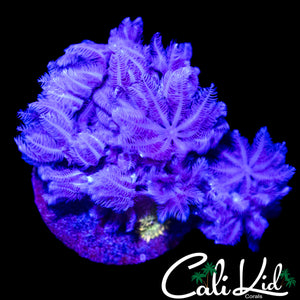 PULSATING XENIA COLONY