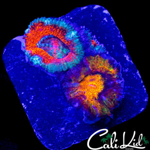 RARE GRAFTED ACAN DOUBLE