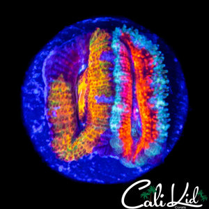 RARE GRAFTED ACAN DOUBLE