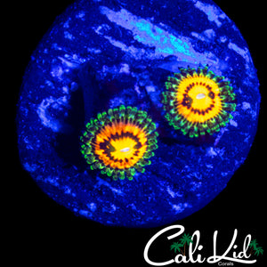 RAINBOW INCINERATOR ZOA DOUBLE