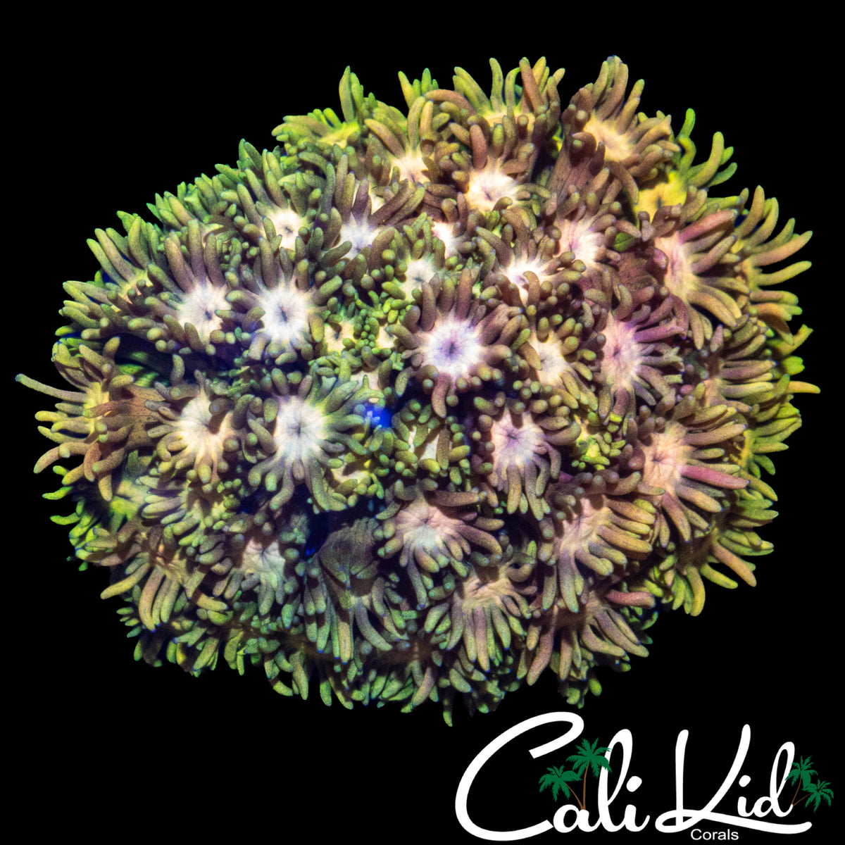 AMAZING RAINBOW GONI COLONY