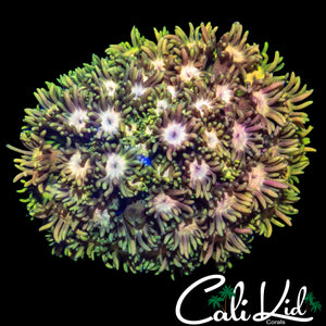 AMAZING RAINBOW GONI COLONY