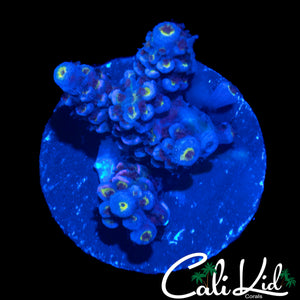 MYSTERY TENIUS CHUNK