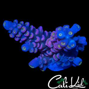 PINK POLYP TENIUS