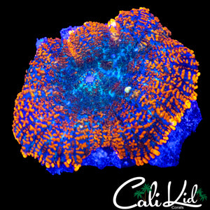 WHITE BUBBLE BOUNCE RHODACTIS