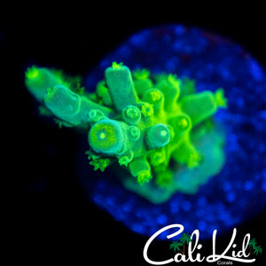 GREEN SLIMER ACRO