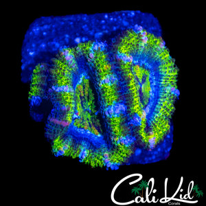 RAINBOW STRIPE ACAN TRIPLE