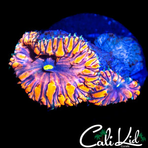 INDO RAINBOW BLASTO DOUBLE W/ PURPLE