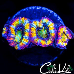 INSANE RAINBOW ACAN QUAD