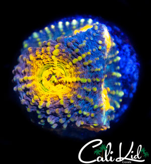 RAINBOW ECHINATA FRAG