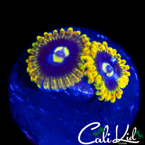 RAINBOW YODA ZOA DOUBLE