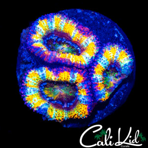 INSANE RAINBOW EYE ACAN TRIPLE