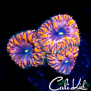 INDO RAINBOW BLASTO TRIPLE W/ PURPLE