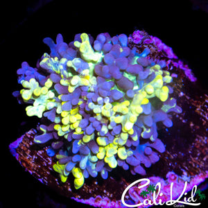 MAGIC CARPET MUSHROOM