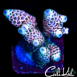 LARGE BEAUTIFUL TRI COLOR MILLI