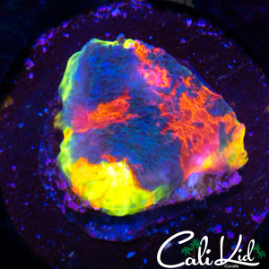 MYSTERY RAINBOW CHALICE