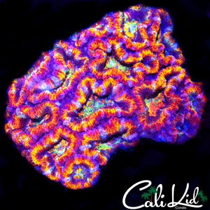 ULTIMATE RAINBOW ACAN COLONY