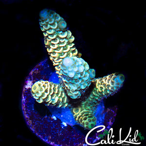 ULTRA RAINBOW ACRO