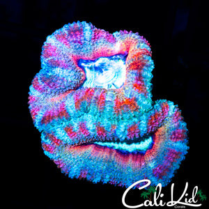 PEPPERMINT ACAN DOUBLE