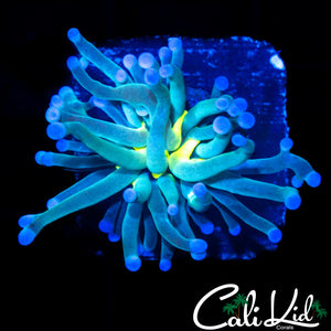 CK AQUACULTURED GOLD TORCH