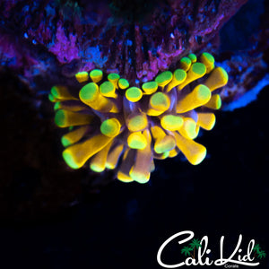 RARE AQUACULTURED CK HONEY POT BABY TORCH