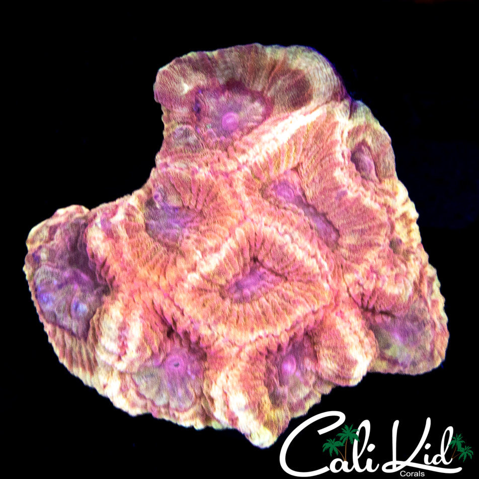 RARE PASTEL RED FAVIA COLONY