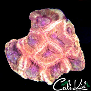 RARE PASTEL RED FAVIA COLONY