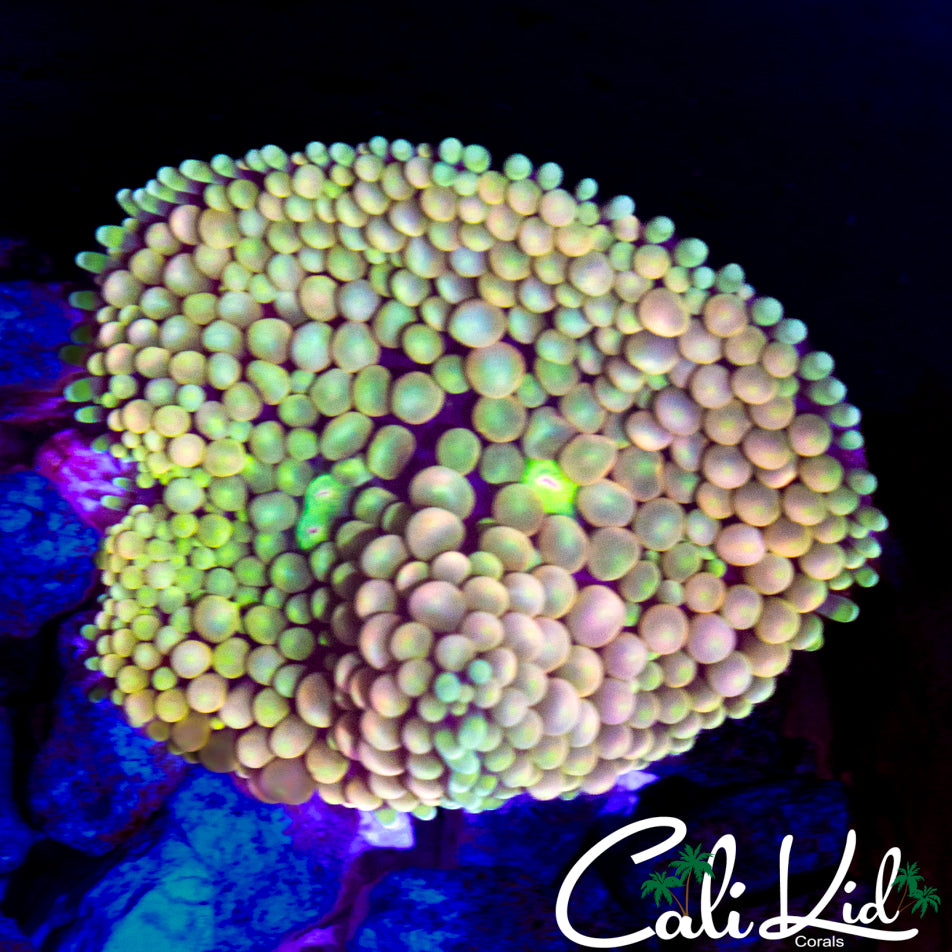 CK LARGE GRAPE ST BOUNCE RIC