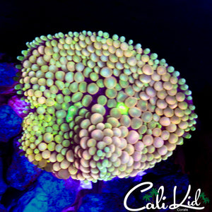 CK LARGE GRAPE ST BOUNCE RIC