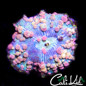 NEPTUNE BOUNCE SHROOM
