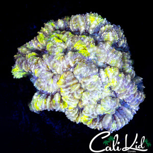 RARE YELLOW WILSONI