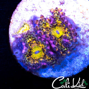 MYSTERY PALY DOUBLE