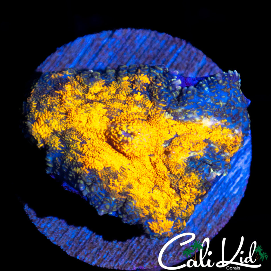 BLIDING SUN RHODACTIS