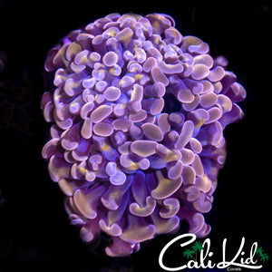 PURPLE / GOLD BRANCHING HAMMER