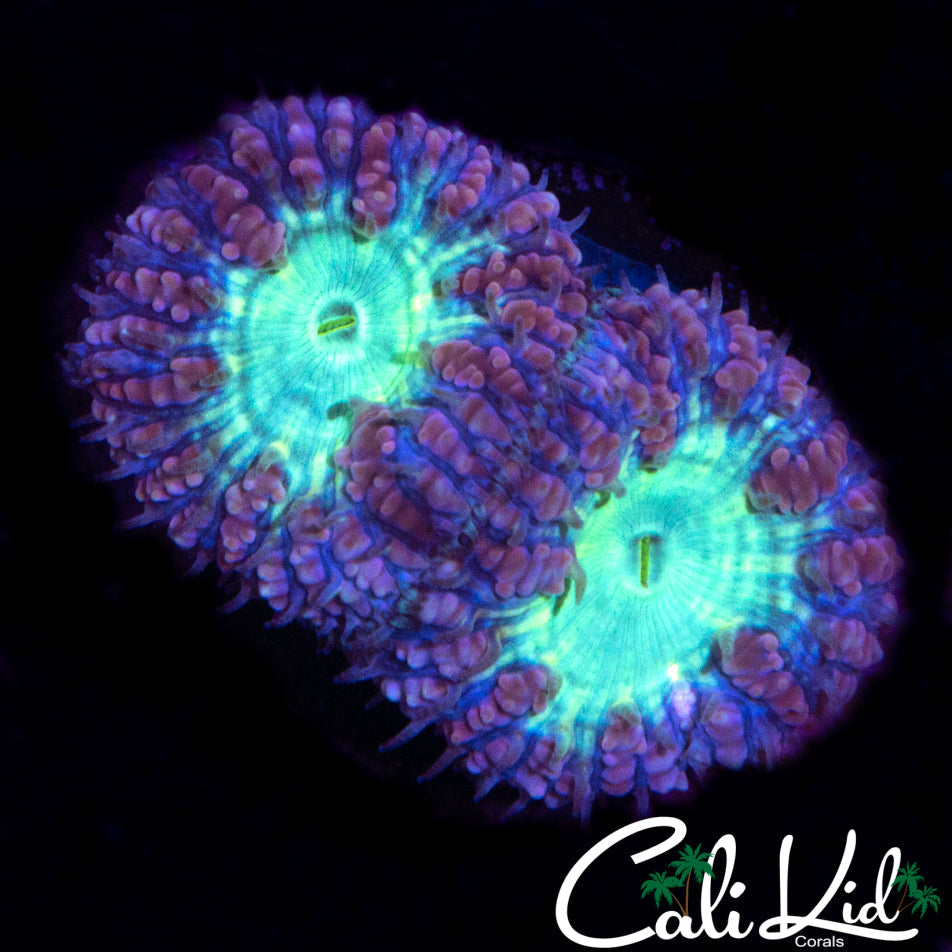 ULTRA BLASTO DOUBLE