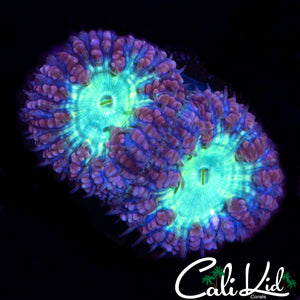 ULTRA BLASTO DOUBLE