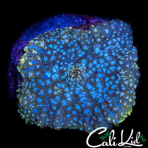 SPECKLED RHODACTIS SHROOM