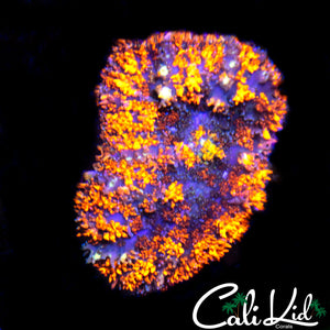 CK GUMDROP SHROOM