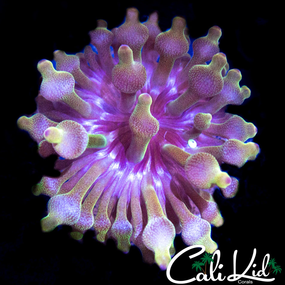 ULTRA RAINBOW ANEMONE