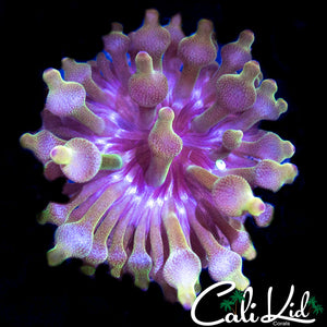 ULTRA RAINBOW ANEMONE