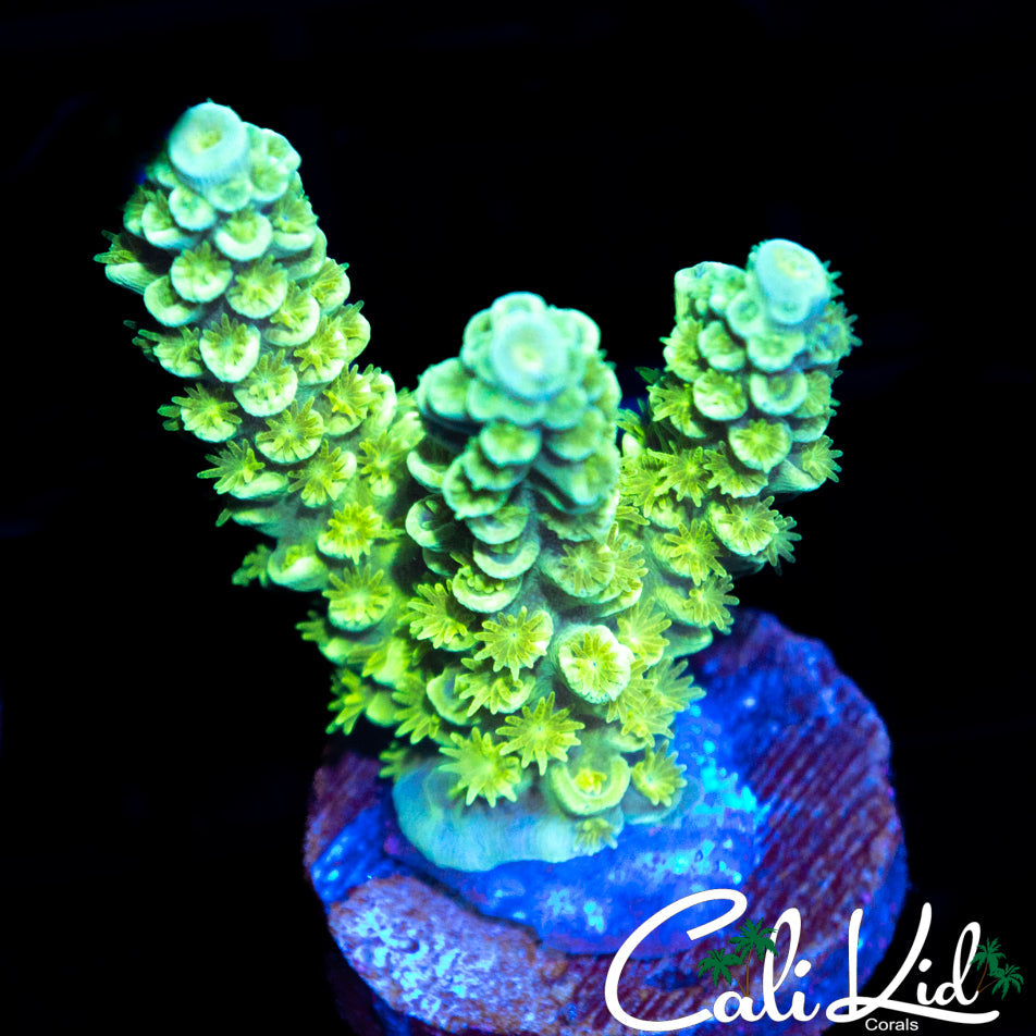 BLUE TIP TENIUS