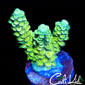 BLUE TIP TENIUS