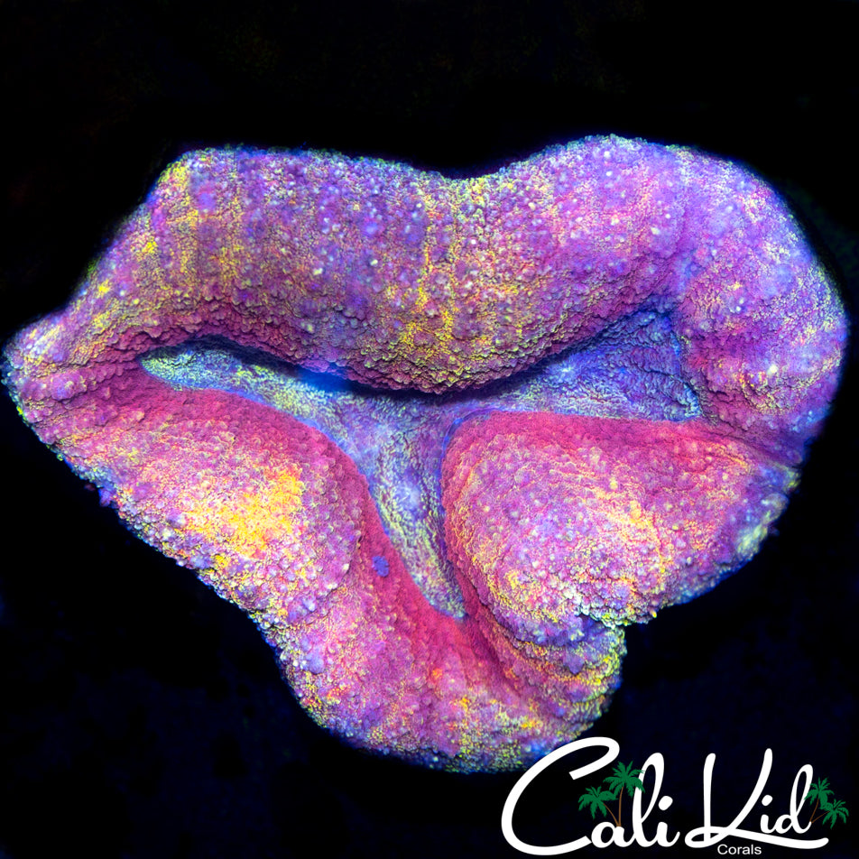 RAINBOW RIM LOBO