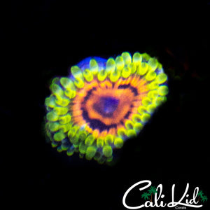 HALLUCINATION ZOA