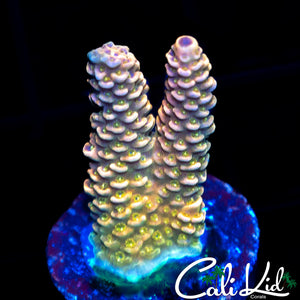 ULTRA RAINBOW ACRO
