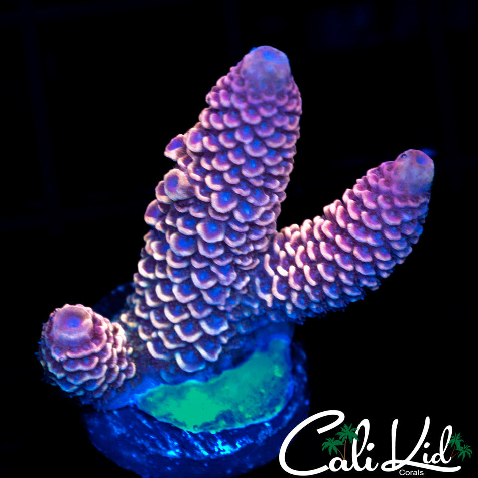 NEON PINK STAG FRAG
