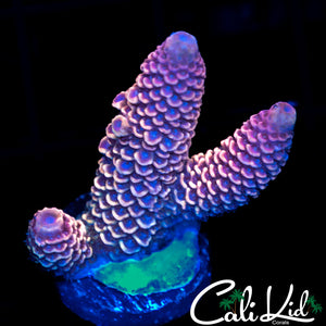 NEON PINK STAG FRAG