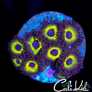 RAINBOW EYE ZOA MINI COLONY