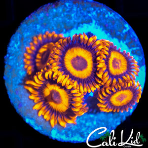 PURPLE EYE ZOA MINI COLONY